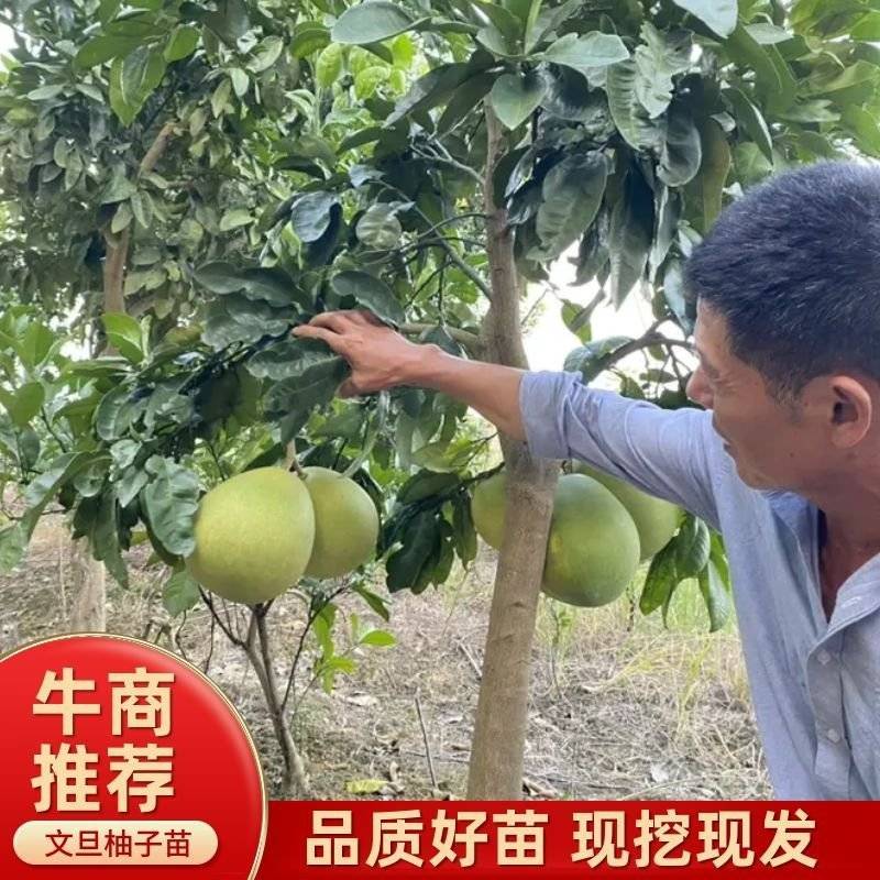 文旦柚柚子苗蜜柚果大味甜嫁接苗湖南果苗基地