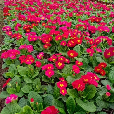 报春花山东青州大量供应冬季抗冻草花基地直发量大价优