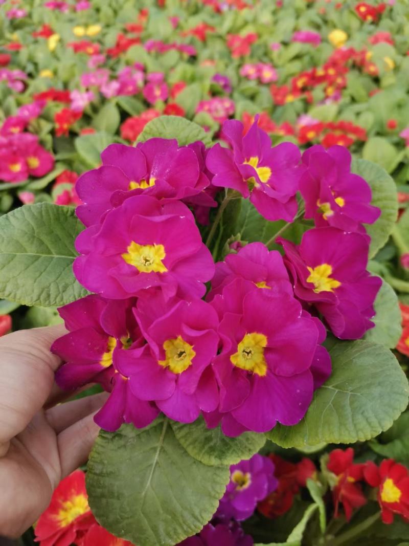 报春花山东青州大量供应冬季抗冻草花基地直发量大价优