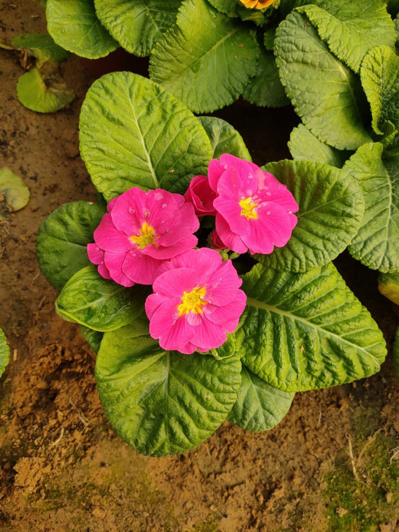 报春花山东青州大量供应冬季抗冻草花基地直发量大价优