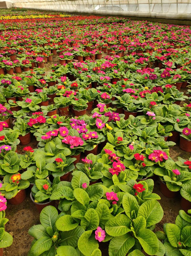 报春花山东青州大量供应冬季抗冻草花基地直发量大价优