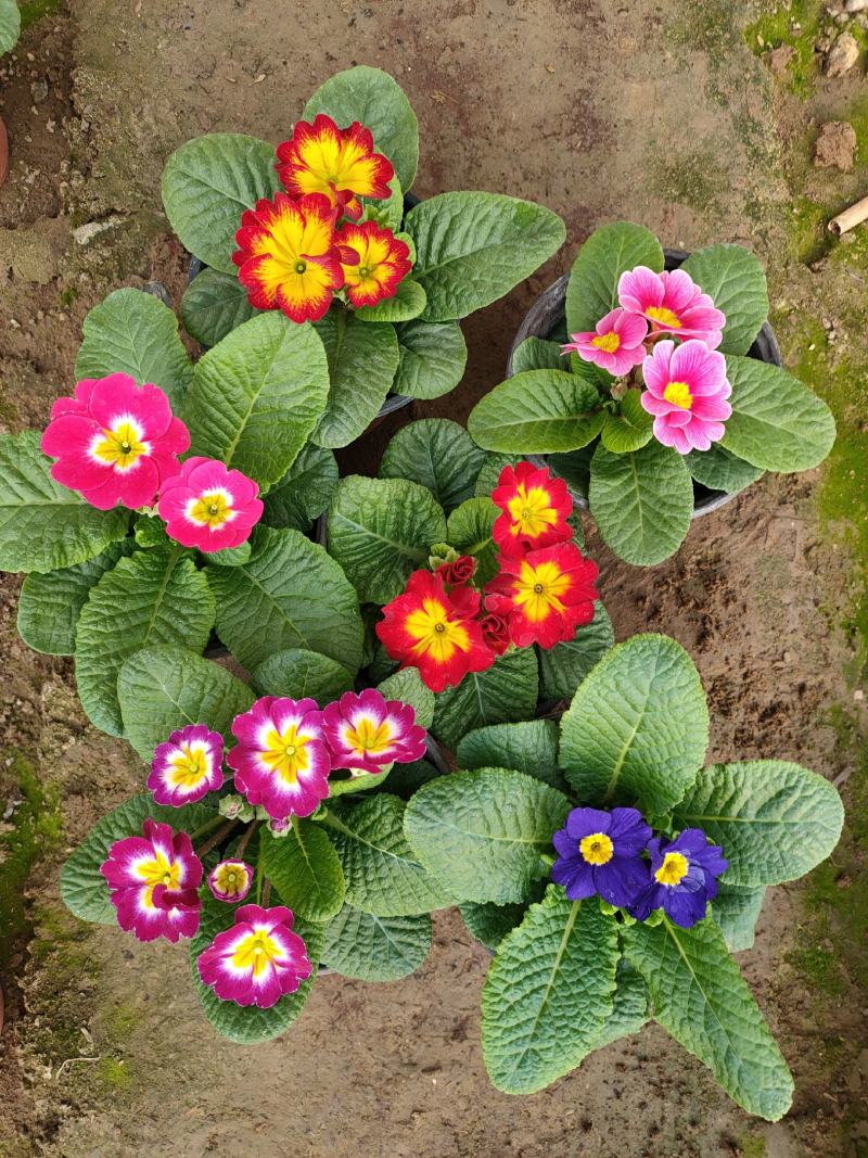 报春花山东青州大量供应冬季抗冻草花基地直发量大价优