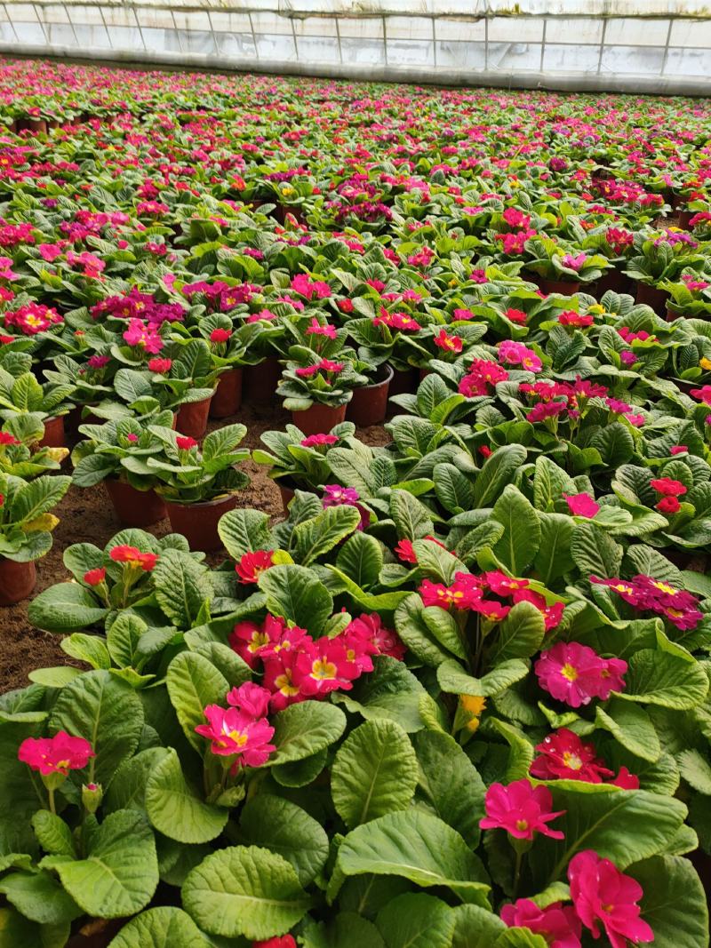 报春花山东青州大量供应冬季抗冻草花基地直发量大价优