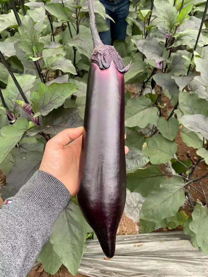 烧烤茄种子硬皮茄子种子耐运输颜色黑亮长一尺粗8公分