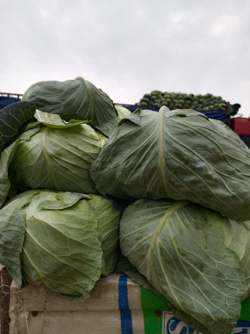 圆包菜，品质好，货源充足价格美丽诚信经营欢迎采