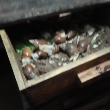 白玉蜗牛