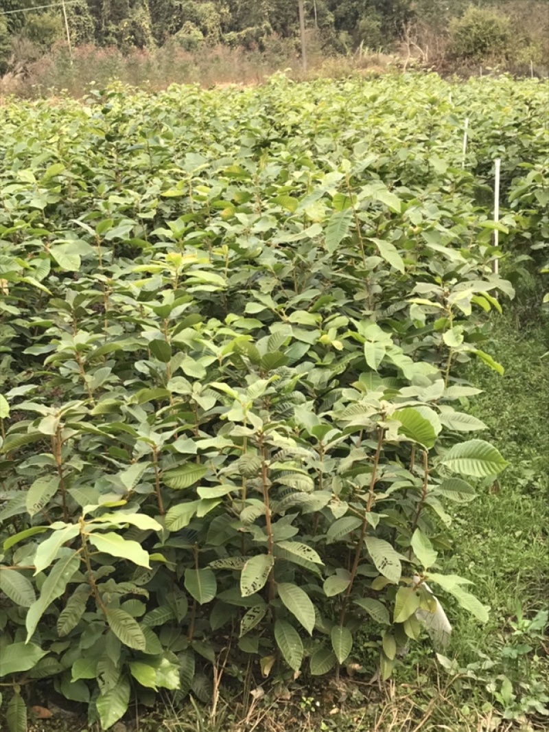广东风流果苗大量上市质量保证诚信经营欢迎来电咨询