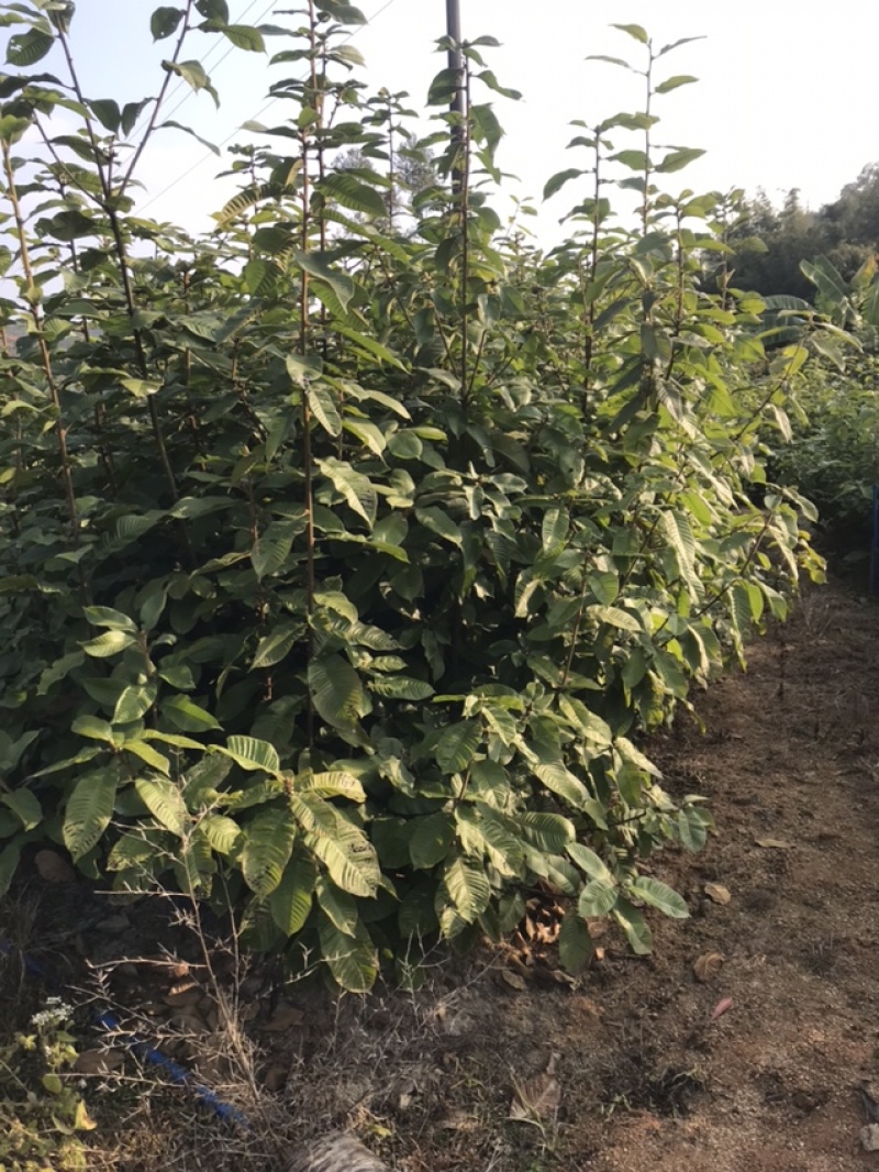 广东风流果苗大量上市质量保证诚信经营欢迎来电咨询
