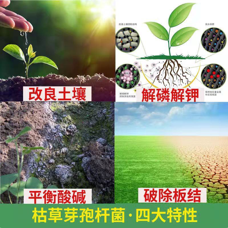 1000亿/克枯草芽孢杆菌枯萎病根腐病杀菌剂生物菌剂