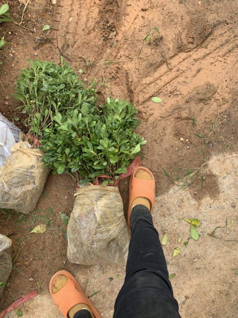 现基地大量供应海桐苗，苗子质量好，有需要的老板可以联系