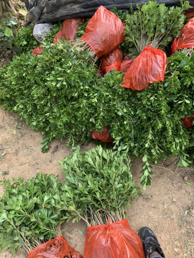 现基地大量供应海桐苗，苗子质量好，有需要的老板可以联系