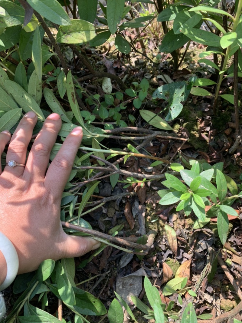 现基地大量供应海桐苗，苗子质量好，有需要的老板可以联系