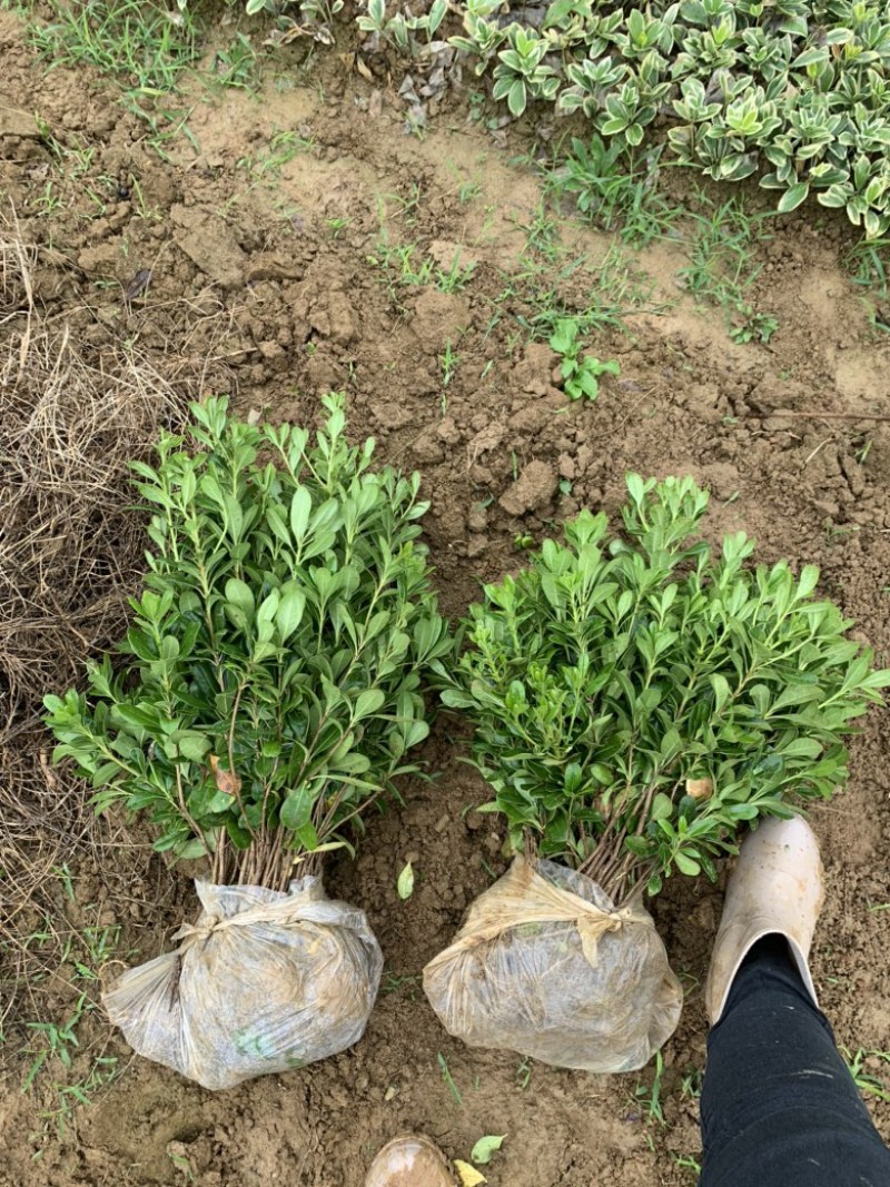现基地大量供应海桐苗，苗子质量好，有需要的老板可以联系