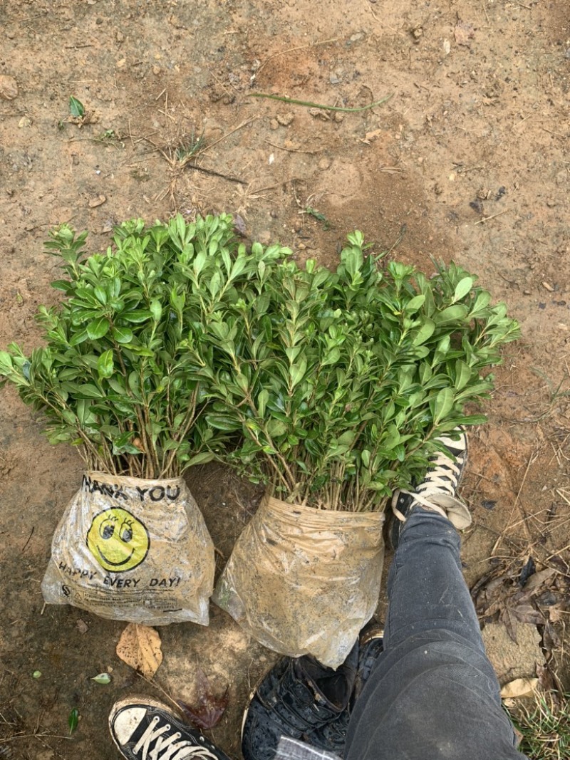 现基地大量供应海桐苗，苗子质量好，有需要的老板可以联系