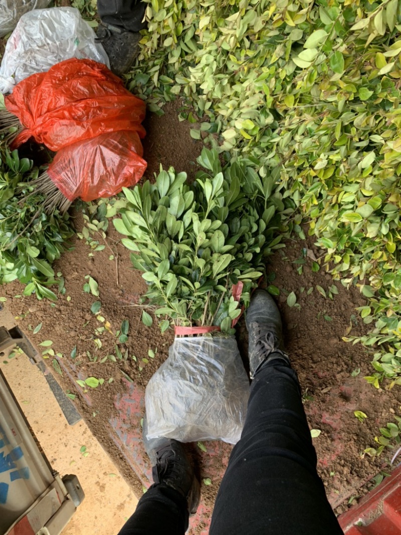 现基地大量供应海桐苗，苗子质量好，有需要的老板可以联系