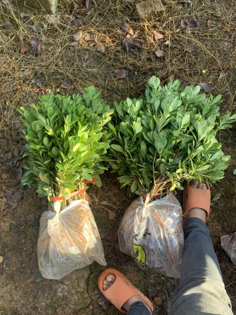 现基地大量供应海桐苗，苗子质量好，有需要的老板可以联系