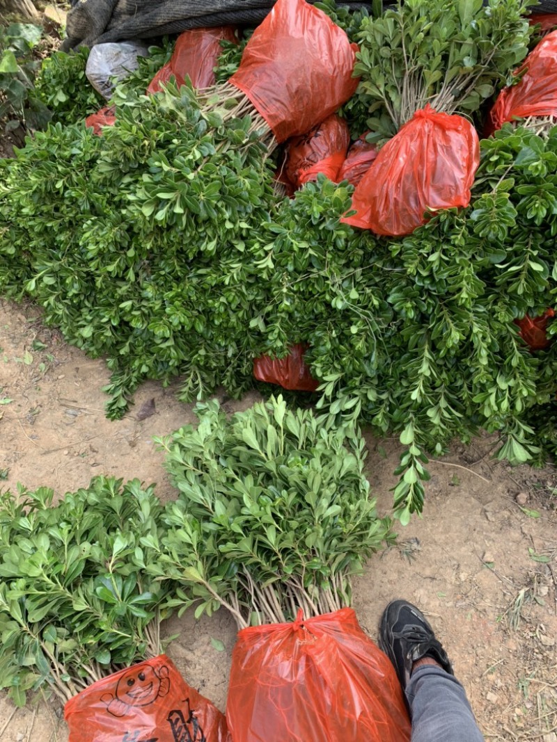 现基地大量供应海桐苗，苗子质量好，有需要的老板可以联系