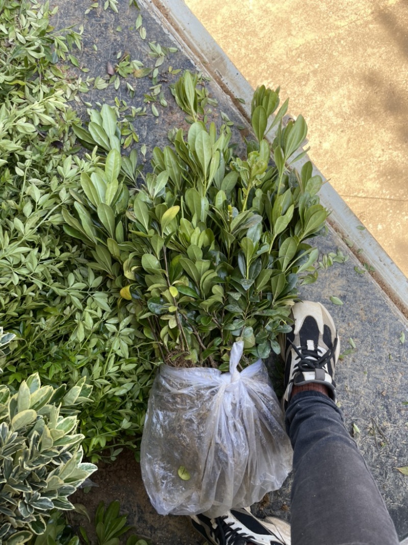 现基地大量供应海桐苗，苗子质量好，有需要的老板可以联系