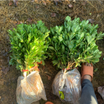 现基地大量供应海桐苗，苗子质量好，有需要的老板可以联系