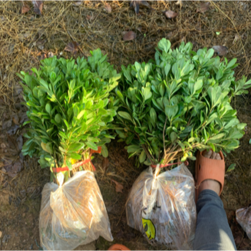 现基地大量供应海桐苗，苗子质量好，有需要的老板可以联系