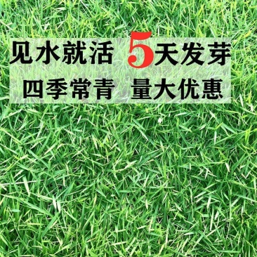 草坪种子护坡草籽四季常青绿化黑麦草狗牙根高羊茅草籽耐旱庭