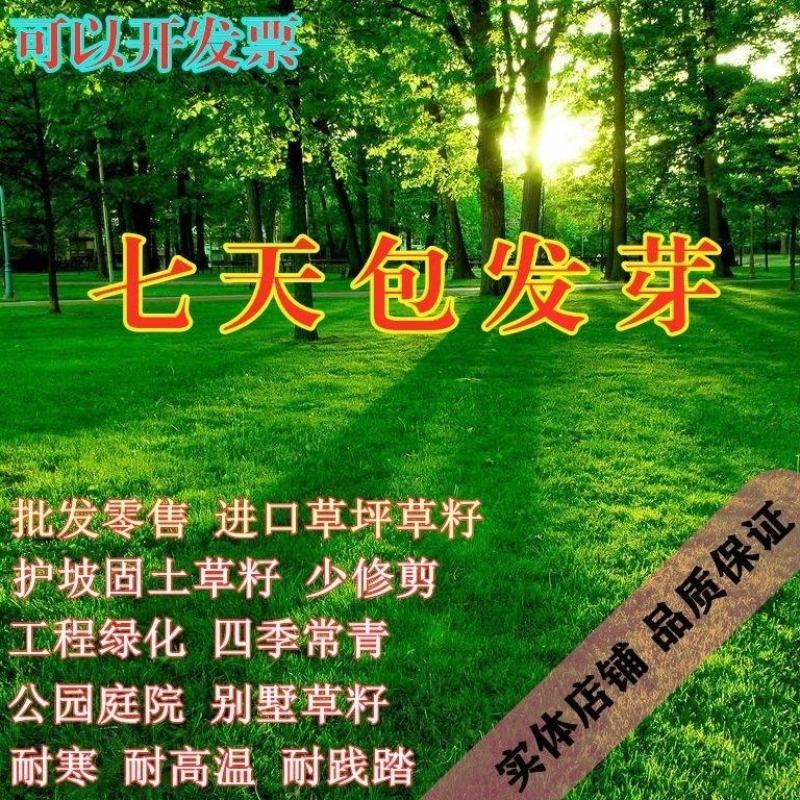 草坪种子护坡草籽四季常青绿化黑麦草狗牙根高羊茅草籽耐旱庭