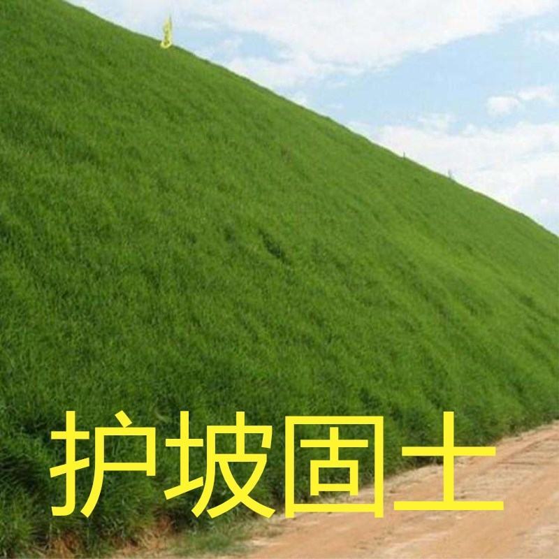 草坪种子护坡草籽四季常青绿化黑麦草狗牙根高羊茅草籽耐旱庭