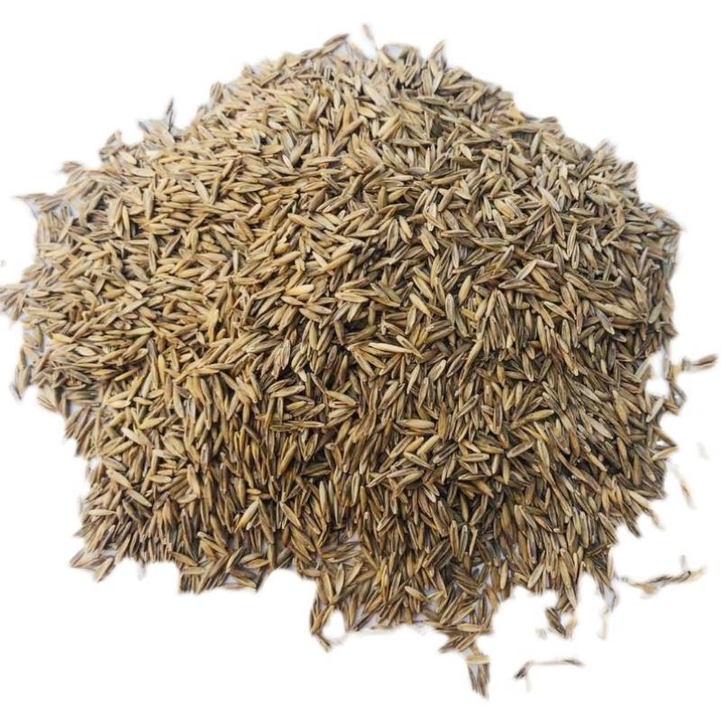 草坪种子护坡草籽四季常青绿化黑麦草狗牙根高羊茅草籽耐旱庭