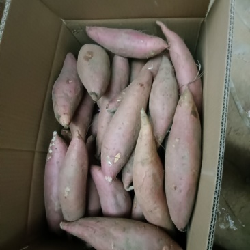 软糯香甜的3至7两烟薯25，供电商超市烤店，全年有货