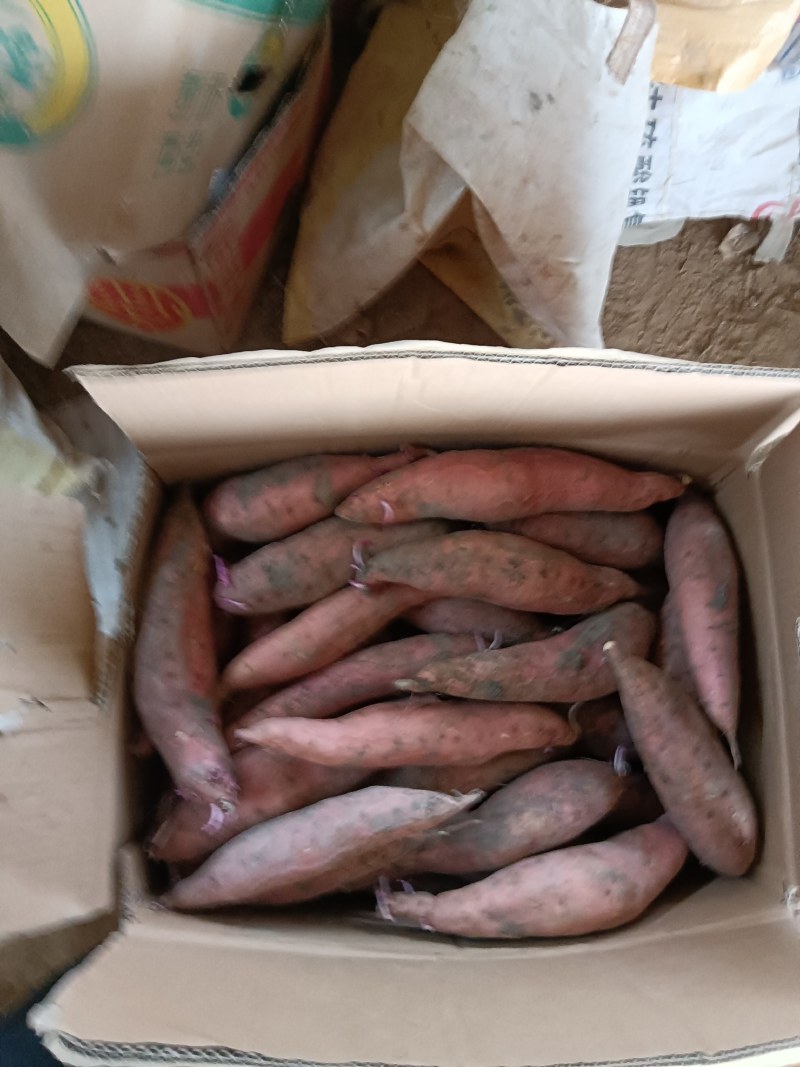 软糯香甜的3至7两烟薯25，供电商超市烤店，全年有货
