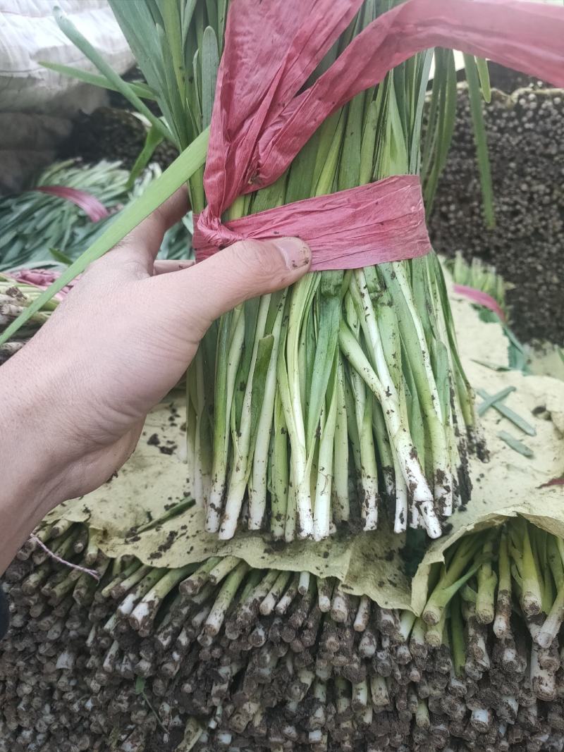 河北省唐山市乐亭县韭菜大量上市，欢迎咨询量大从优