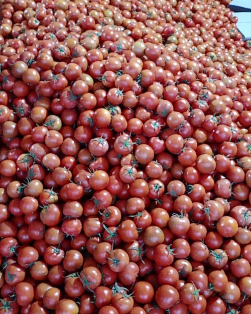 冬季露天种植大红硬果
