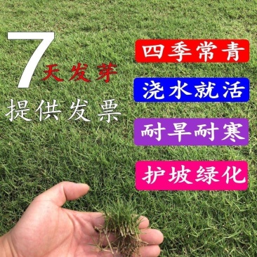 四季常青草坪草籽种子免修剪护坡固土马尼拉地毯草皮种籽绿化