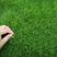 四季常青草坪草籽种子免修剪护坡固土马尼拉地毯草皮种籽绿化