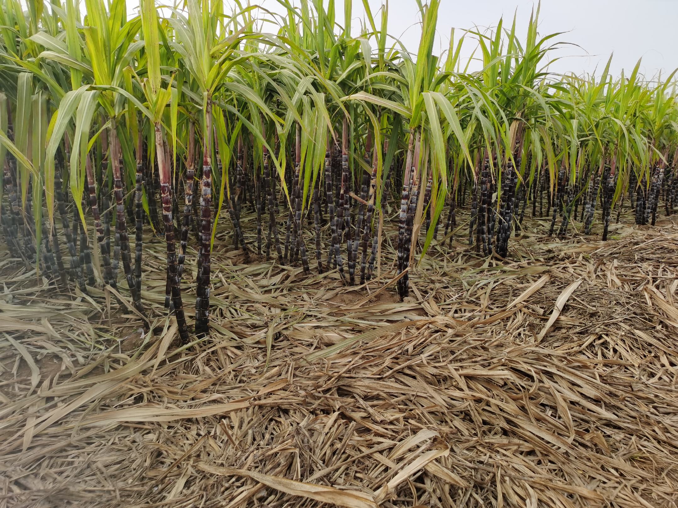 黑皮甘蔗在田间成熟的状态