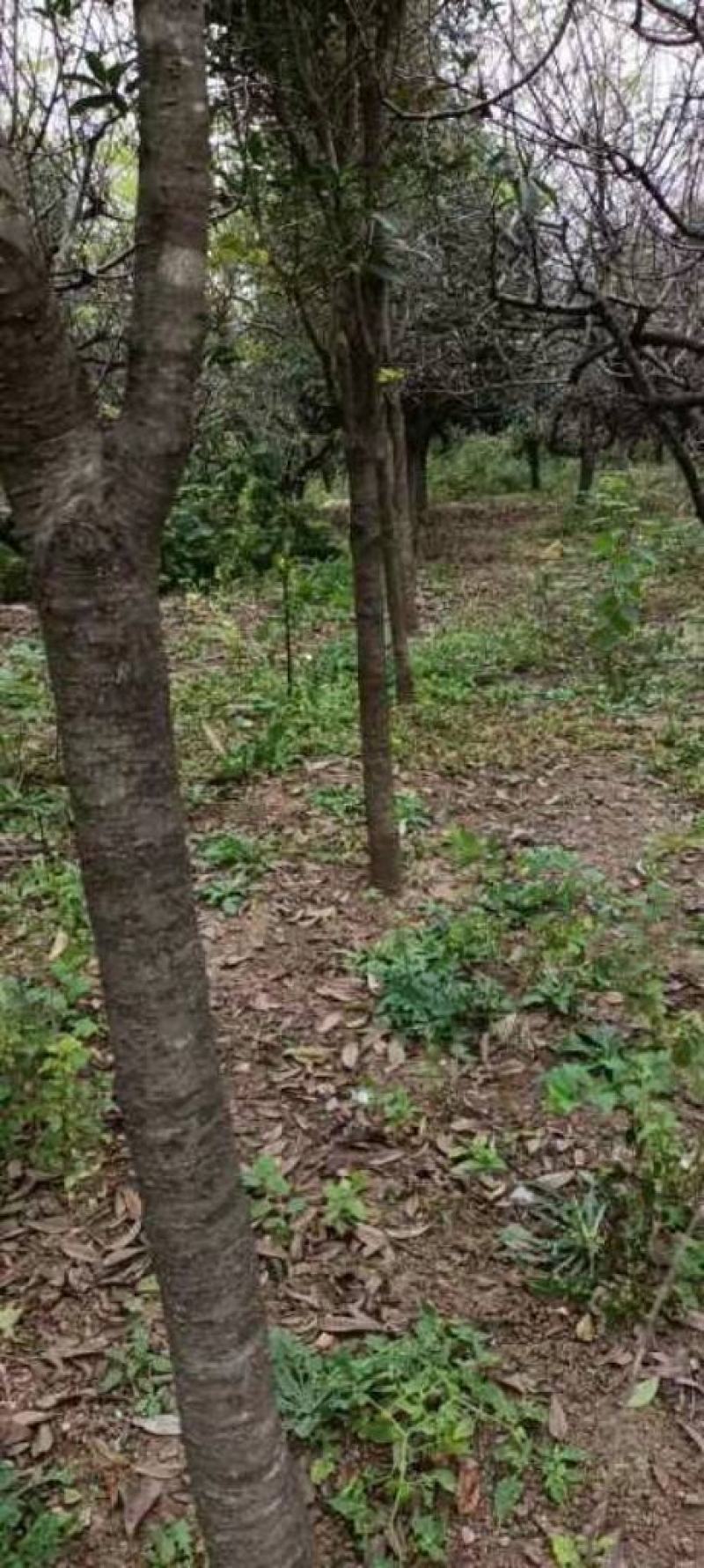 河南南阳桂花树丹桂四季桂货源充足欢迎老板咨询