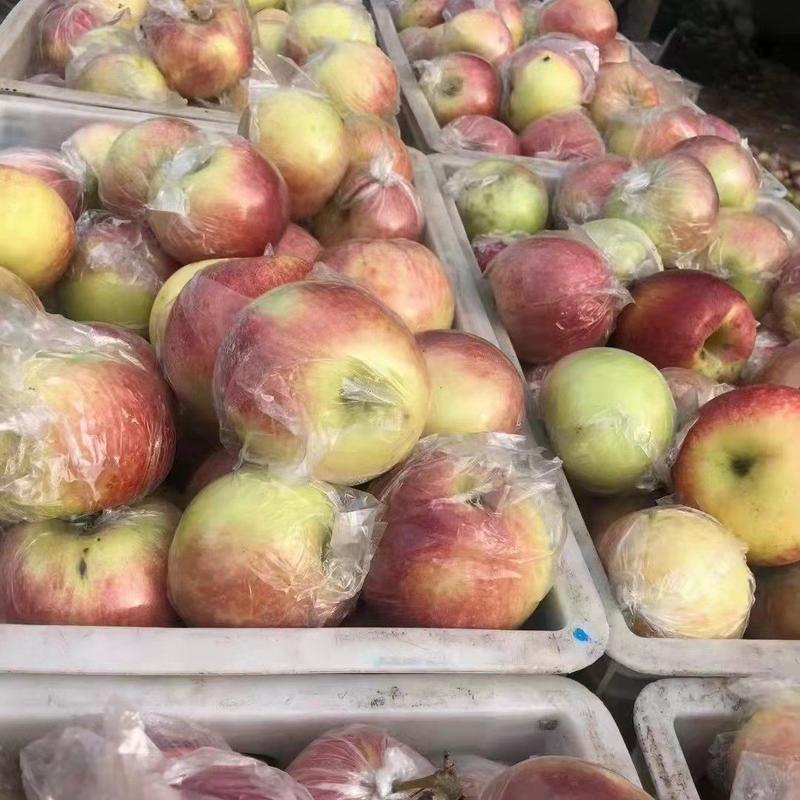 美八苹果，膜袋美八苹果，大量现货批发，产地直销，一手货源