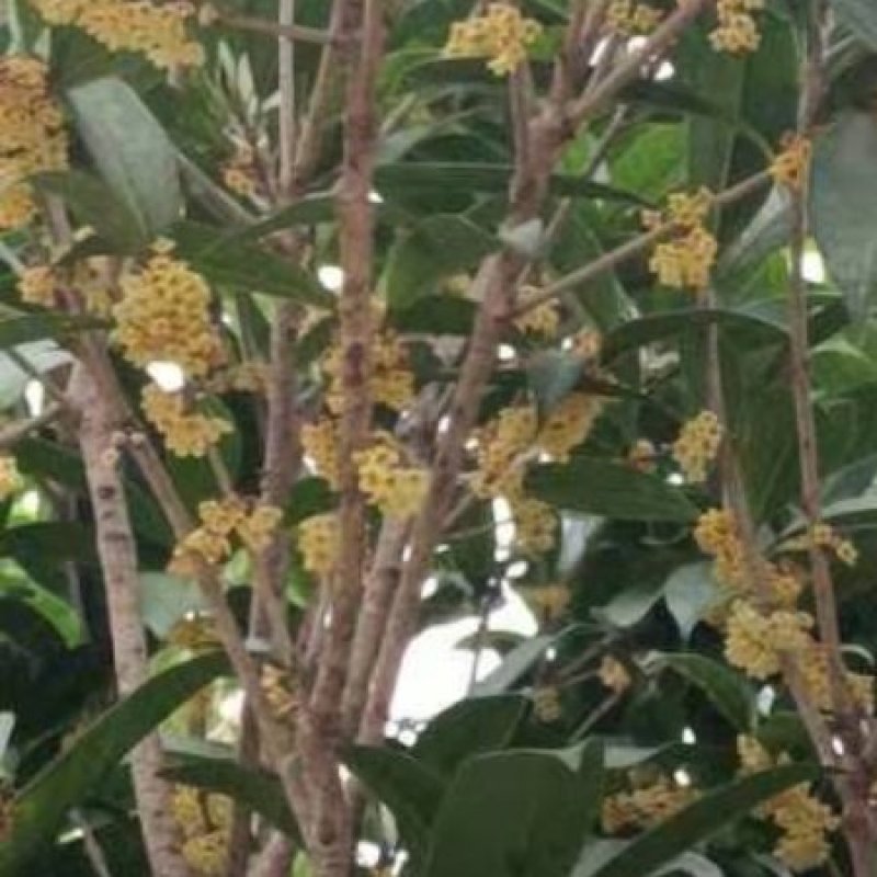 河南南阳销售各种规格的桂花树金桂树苗木基地欢迎老板咨询