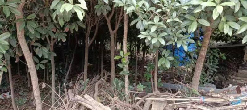 河南南阳销售各种规格的桂花树金桂树苗木基地欢迎老板咨询