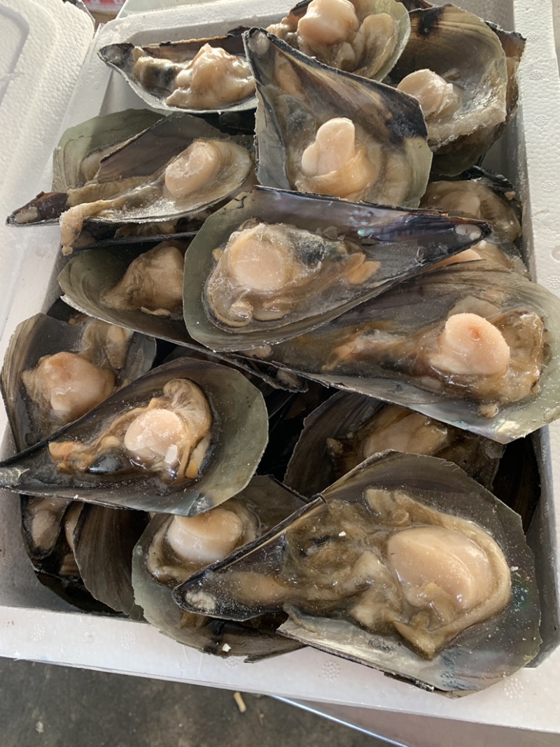带子，鲜贝，绿贝，江遥贝柱，码头直供，量多价可谈