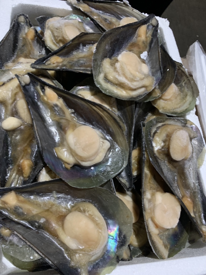 带子，鲜贝，绿贝，江遥贝柱，码头直供，量多价可谈