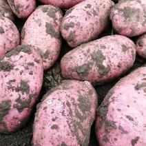 雪川红土豆，三两起步，倒包