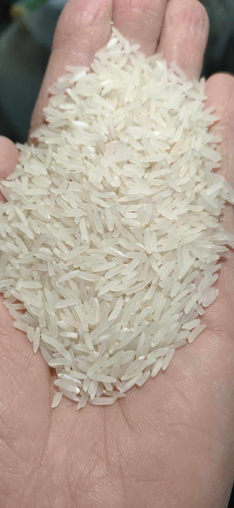 象牙米桂林市厂家直销砂锅饭煲仔饭专用米。