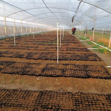 精品粉防己杯苗，专育赣南特色药材苗，基地己有大量的种苗市