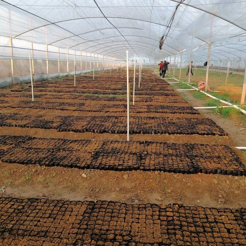 精品粉防己杯苗，专育赣南特色药材苗，基地己有大量的种苗市