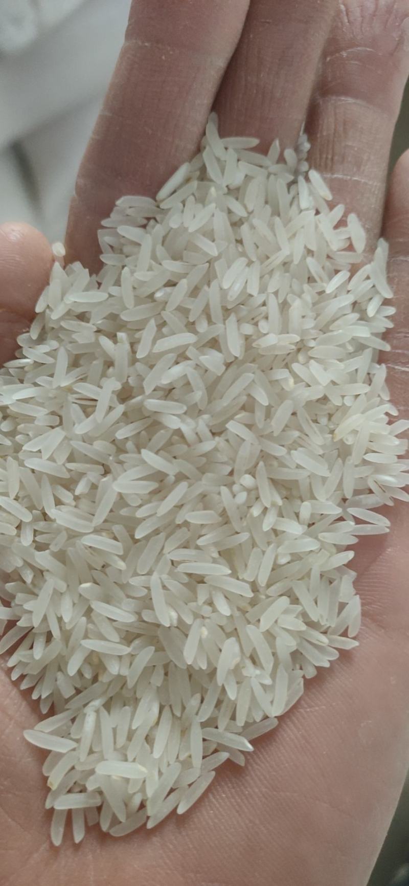 象牙米桂林市厂家直销，砂锅饭煲仔饭专用米