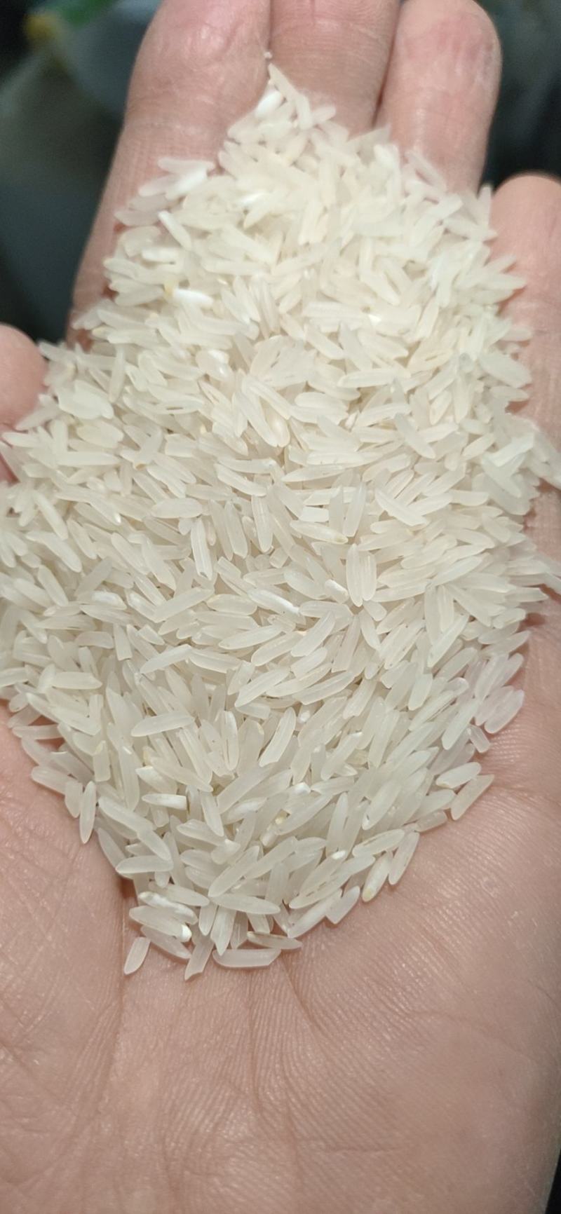 象牙米桂林市厂家直销，砂锅饭煲仔饭专用米