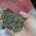 精品粉防己杯苗，专育赣南特色药材苗，基地己有大量的种苗市