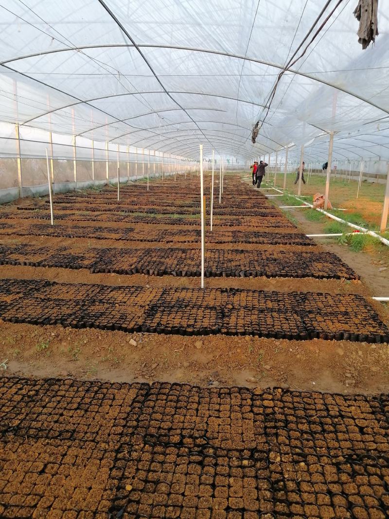 精品粉防己杯苗，专育赣南特色药材苗，基地己有大量的种苗市