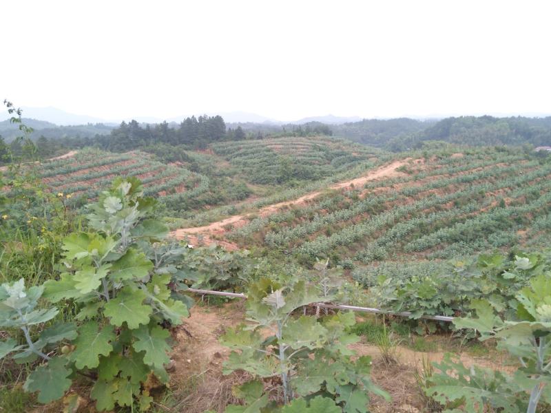 百吨含量高湖南种植品种非野生博落回号筒杆